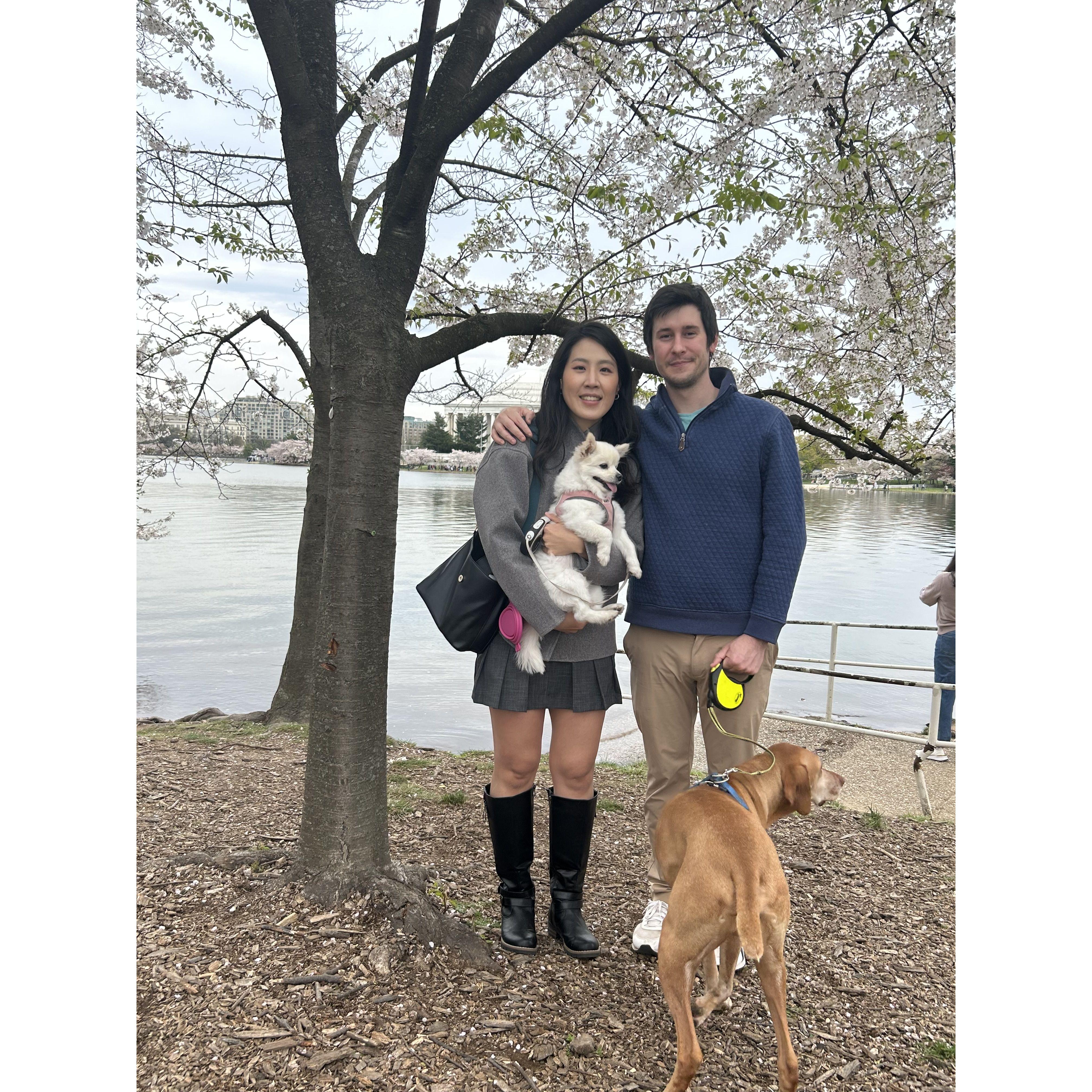"Cherry Blossom" in DC