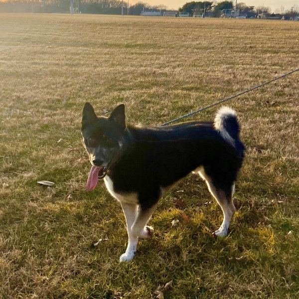 Fenced in yard 🐾