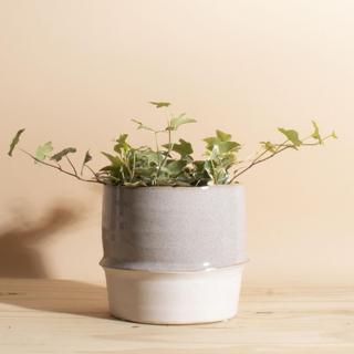 Variegated English Ivy Plant
