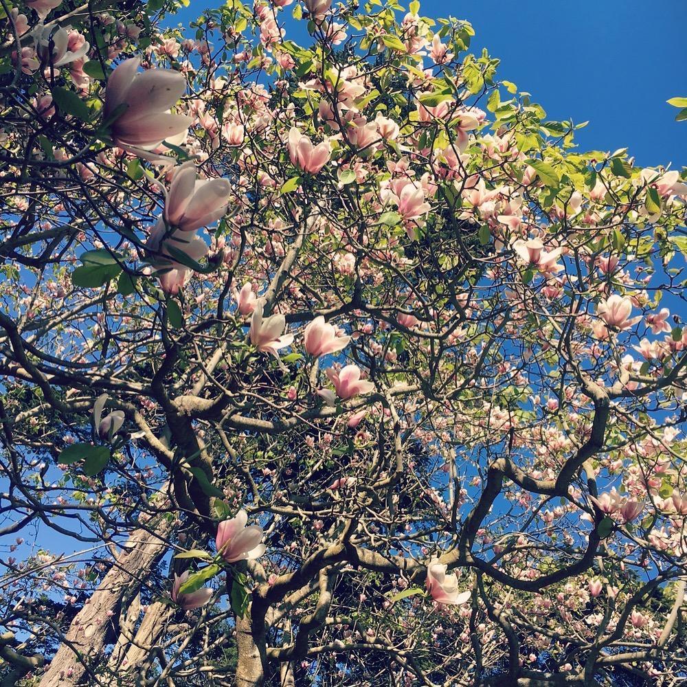Taken at the SF Botanical Gardens, our favorite place