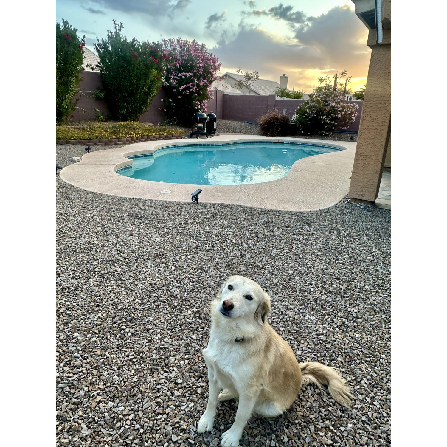 Our sweet rescue, Luna, joined our family in late March 2025—just a few weeks after we moved into our new home. She’s been busy exploring every corner of the backyard ever since!