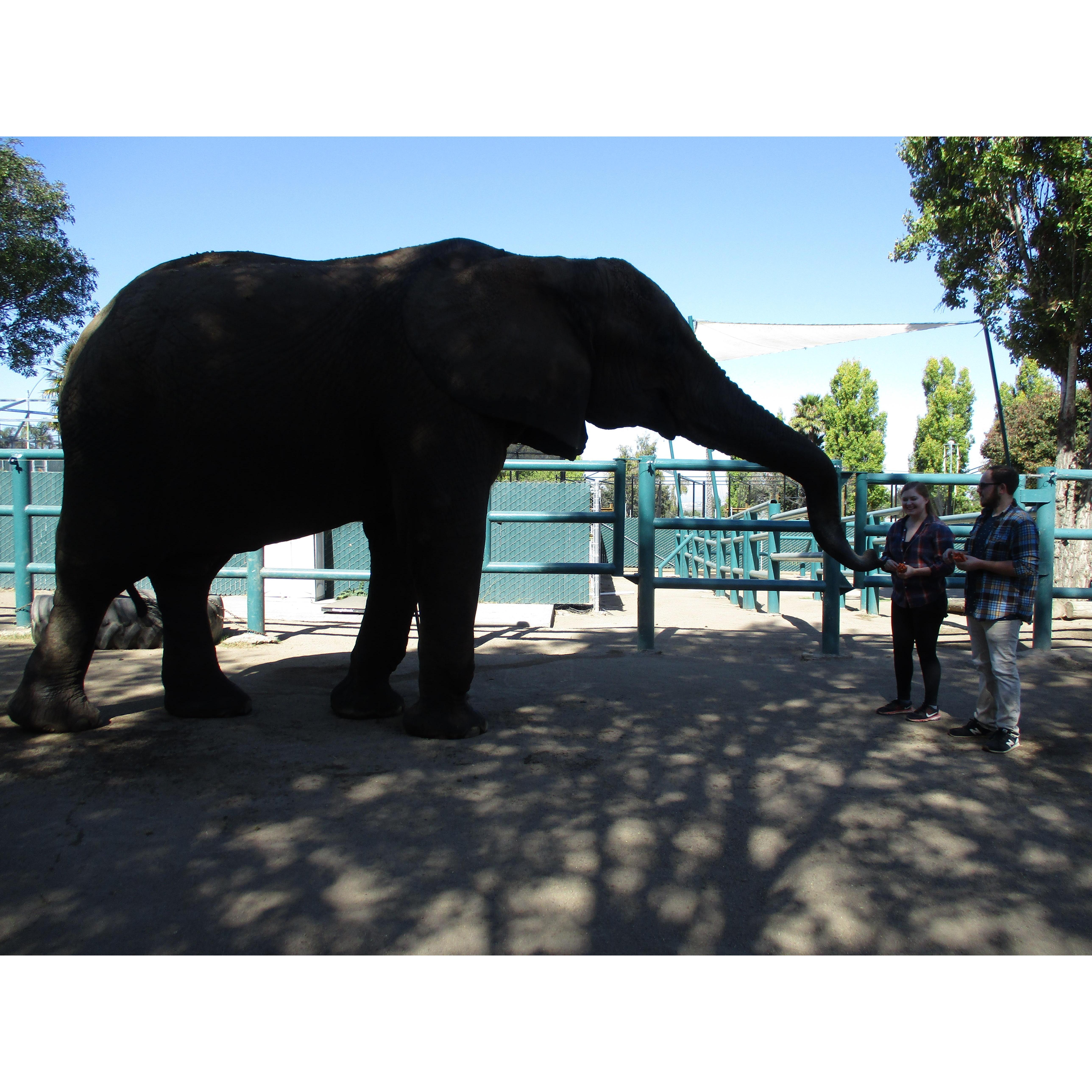 Blaise took me to see elephants at a sanctuary for my birthday in 2018!