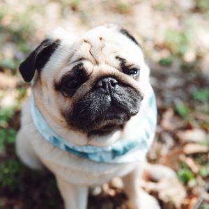 Pug Fund