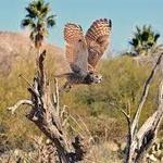 Arizona-Sonora Desert Museum