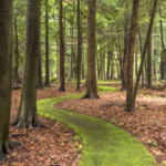 Cooks Forest Hiking