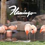 Flamingo Wildlife Habitat