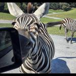 Virginia Safari Park