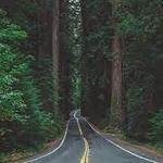 Avenue of the Giants