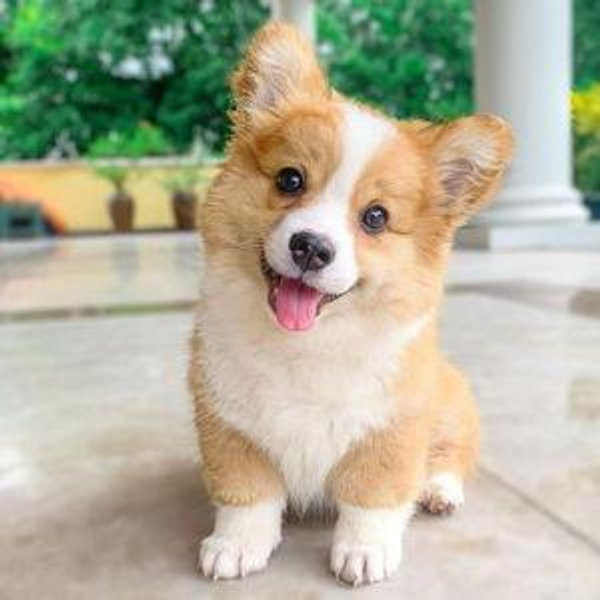 New Puppy Fund