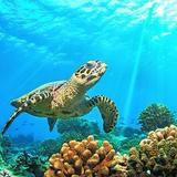 Cozumel Turtle Sanctuary