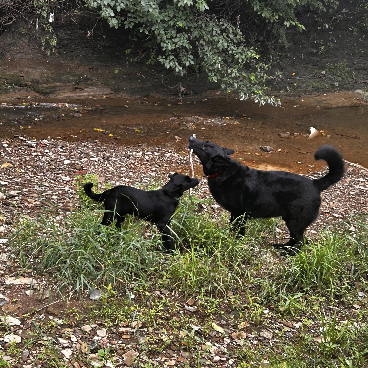 Lady May & Loki