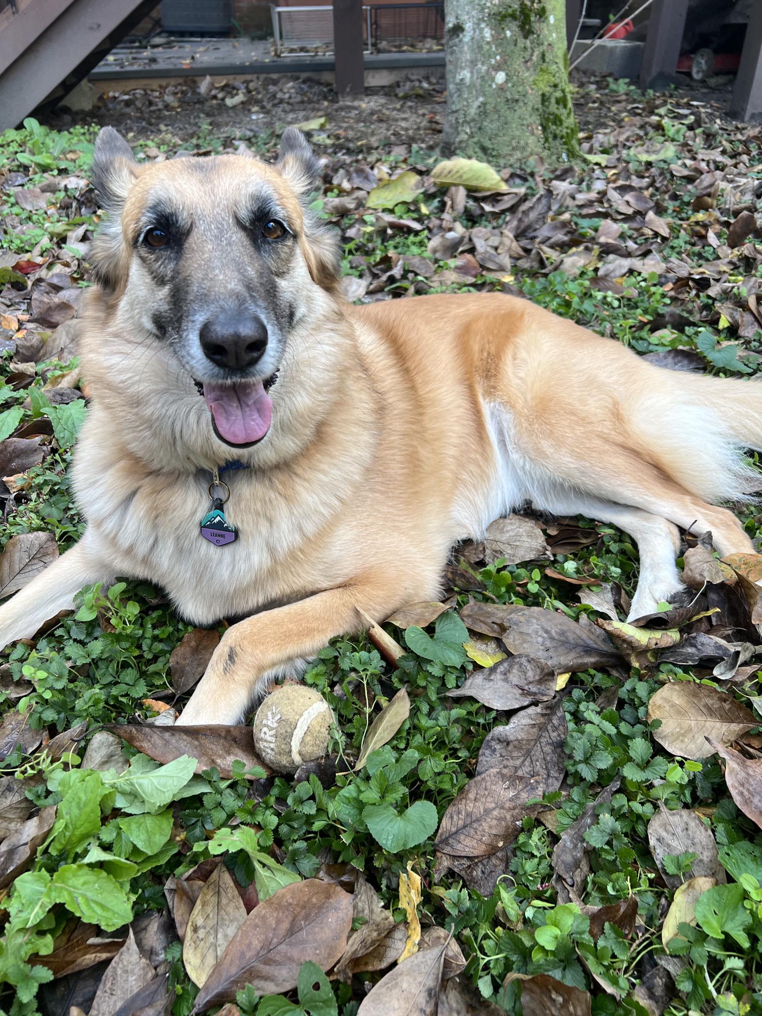 She's realized she loves to play fetch! (when she feels like it, haha). Spring 2022.
