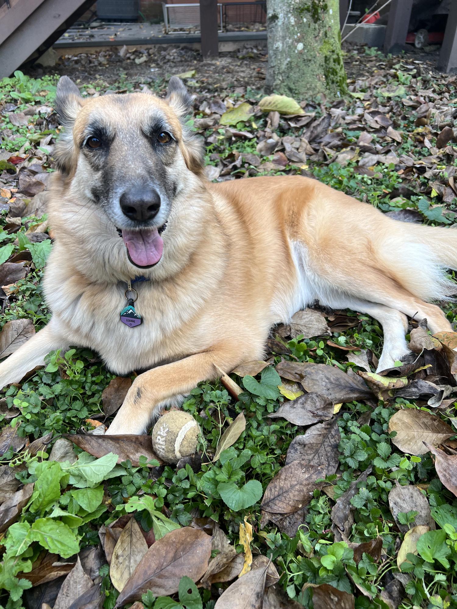 She's realized she loves to play fetch! (when she feels like it, haha).  Spring 2022.