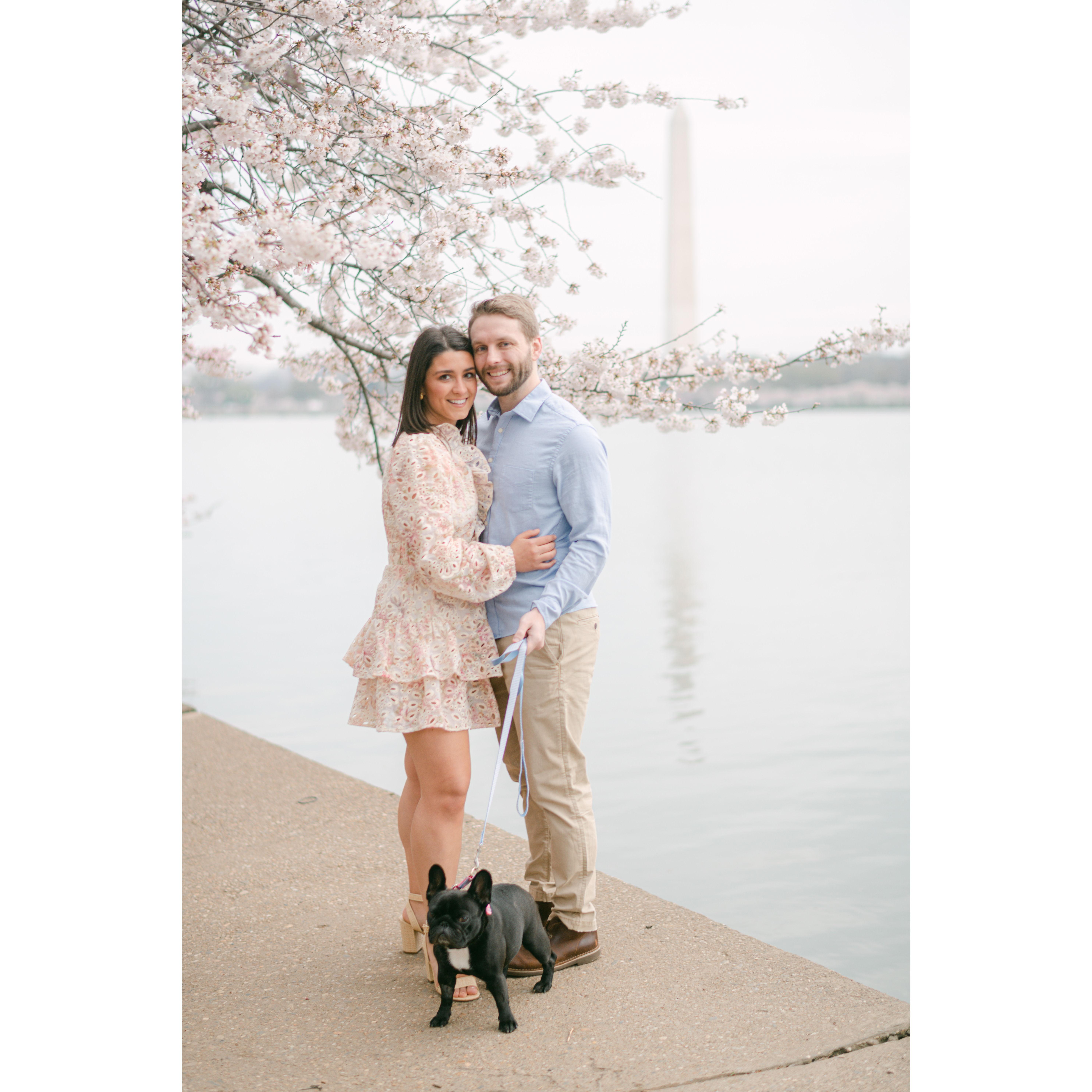 Engagement: DC Cherry Blossoms at peak bloom!