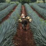 Take a tour in Tequila