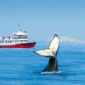 Whale Watching Tour