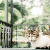 The Hemingway Home and Museum