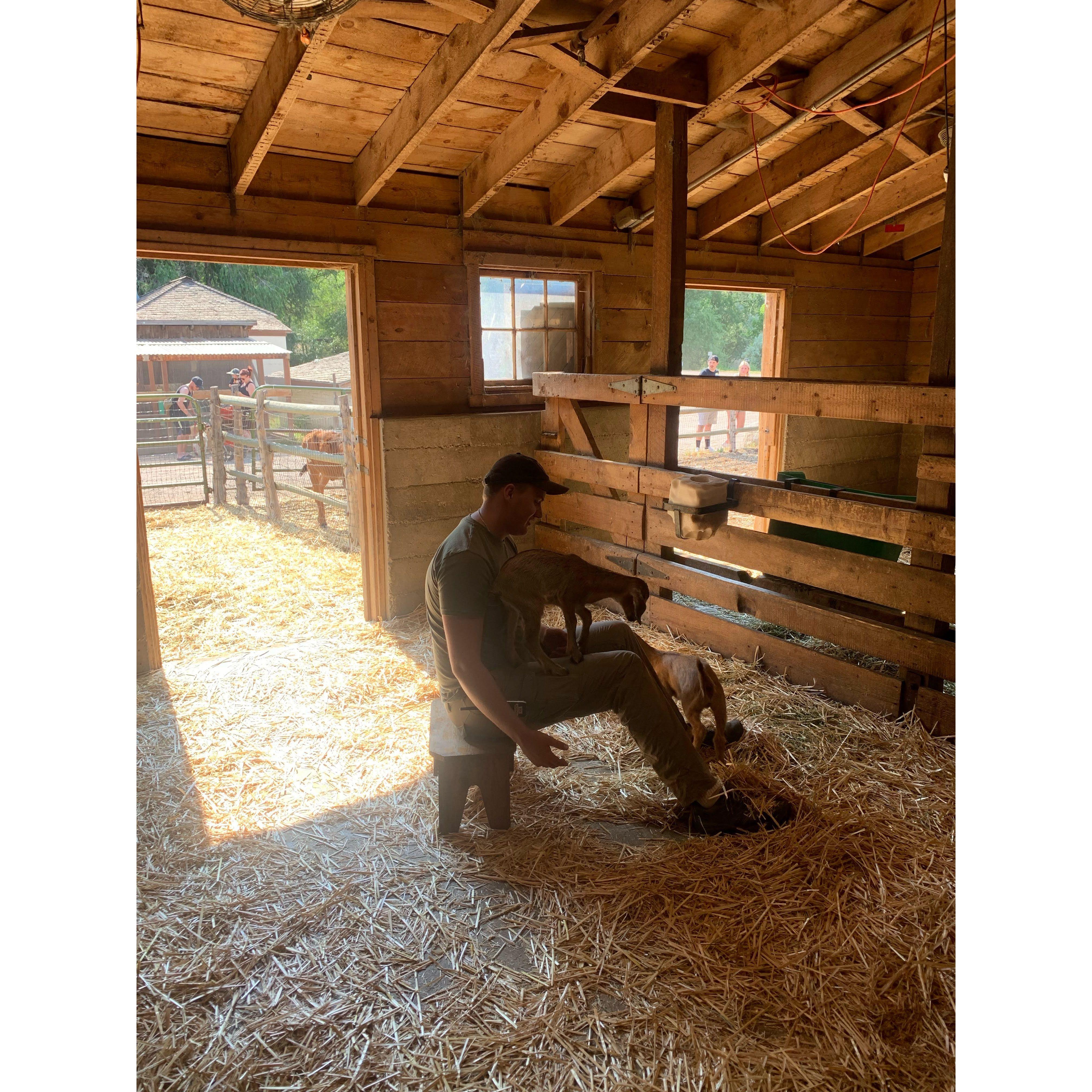 June 26th, 2022. Daniel working at Wheeler Farm! These goats were Sam's favorites.