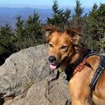 Mount Mitchell State Park