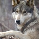 Wolf Sanctuary of PA