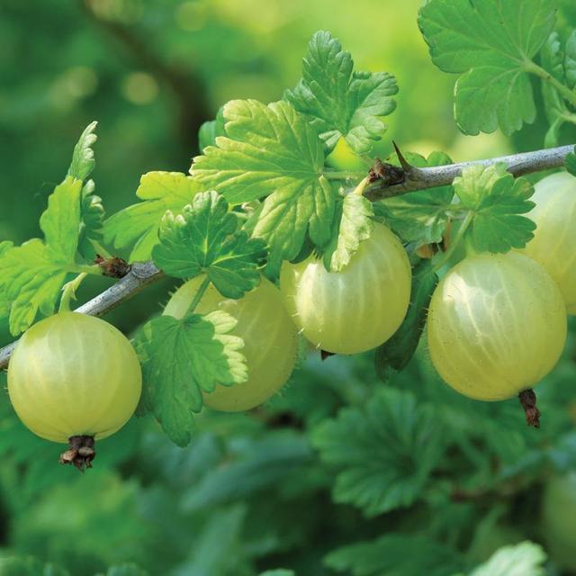 Invicta Gooseberry