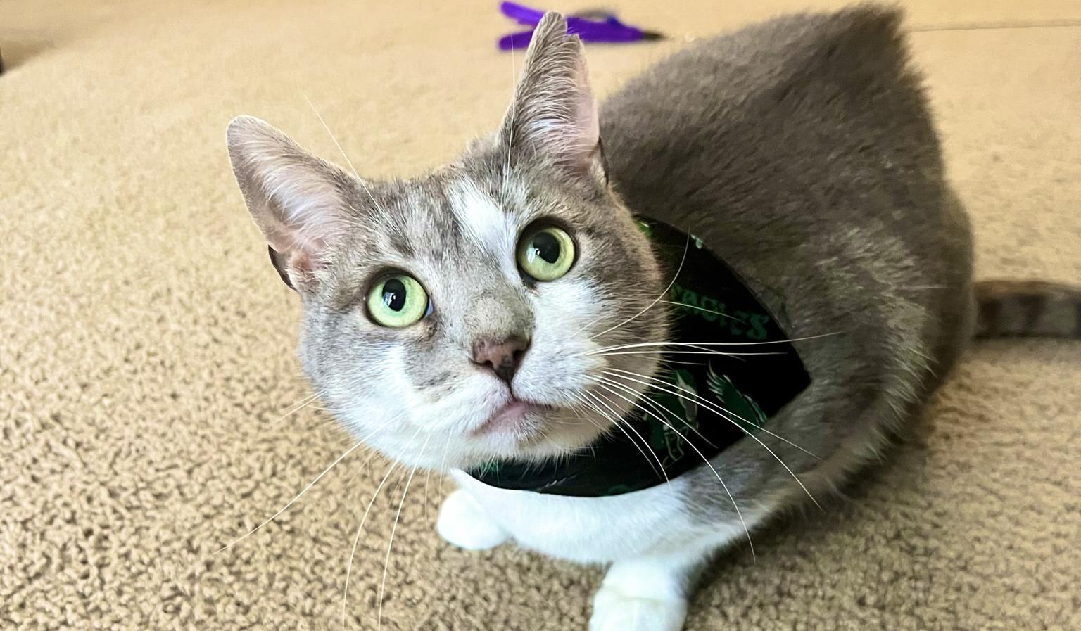 The Wedding Website of Georgia Boley and Dylan Bowie