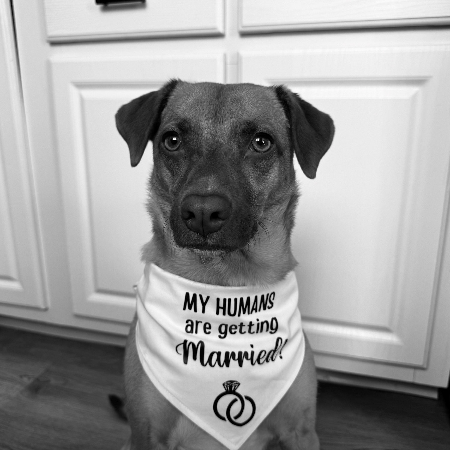 Ella's mom and dad are getting married!