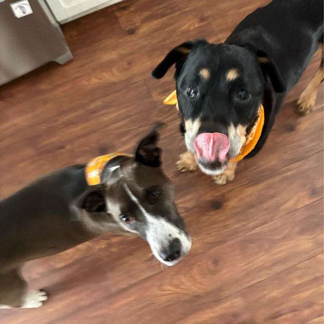 PeaPad & Roxie Treat Fund