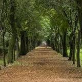 Viveros de Coyoacán