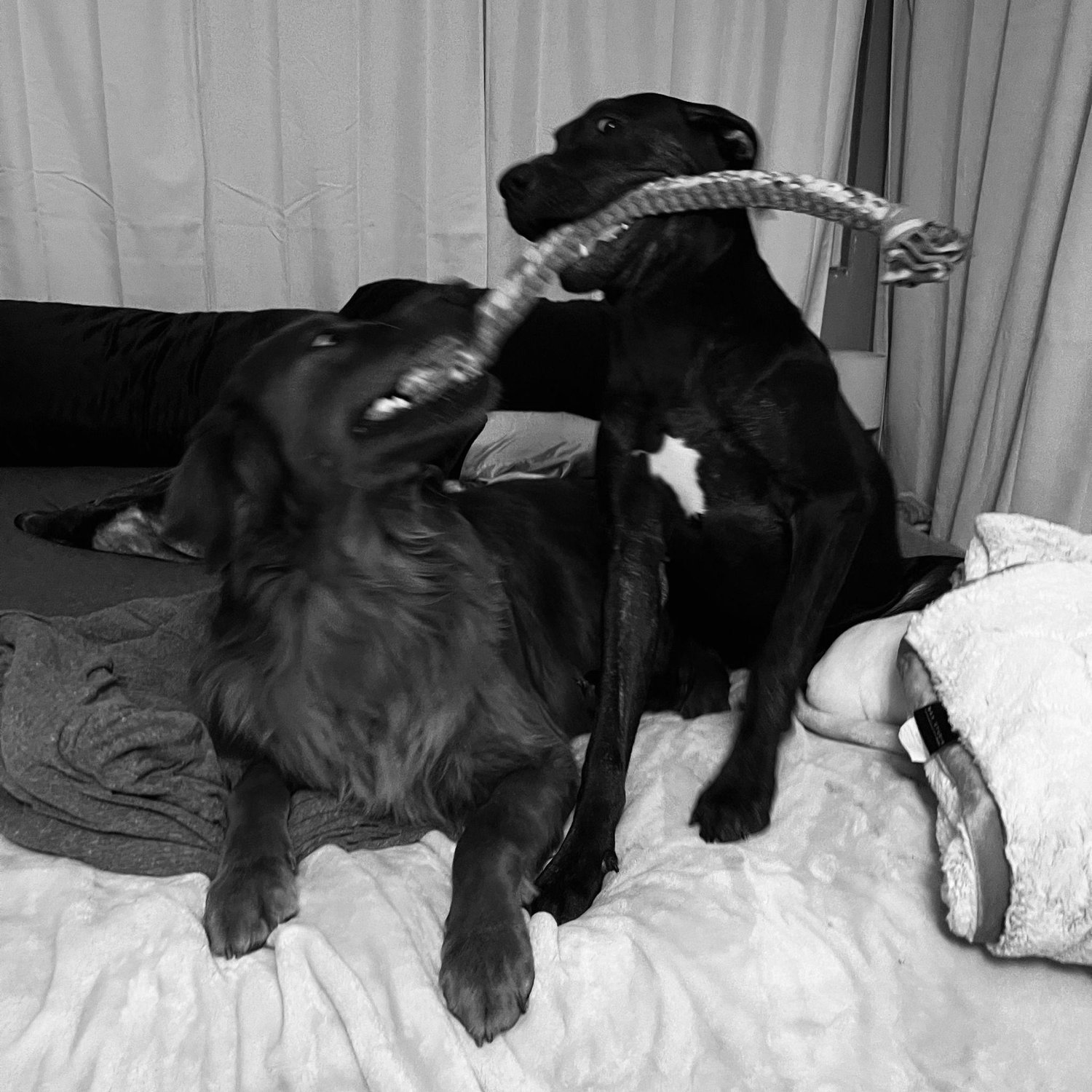 ....more of our fur babies!