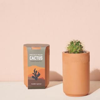 Cactus Terracotta Kit