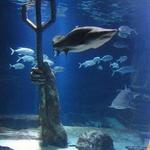 Long Island Aquarium