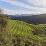 Santa Cruz Wineries