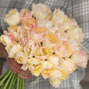 Creme Upstar - Tulip Bulb
