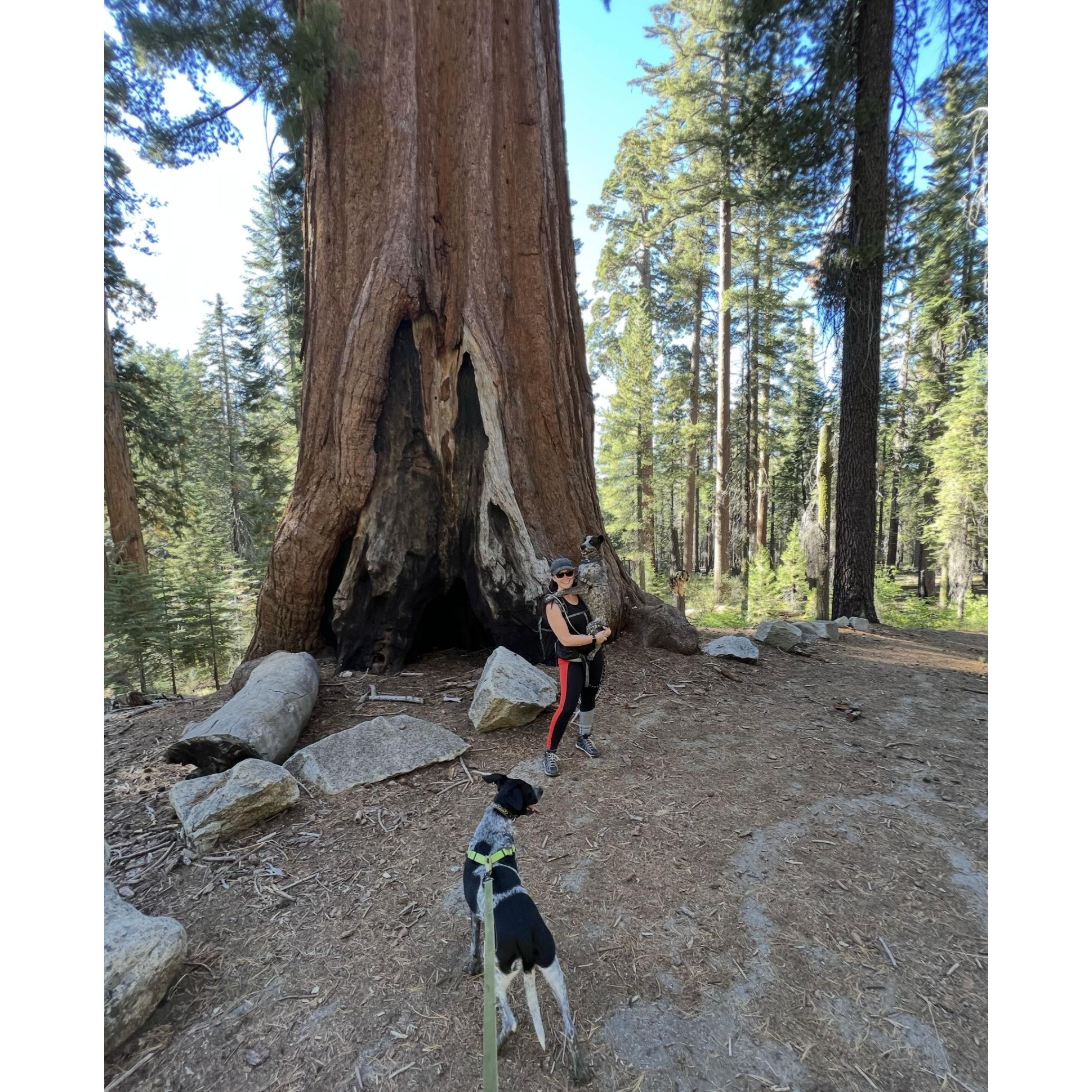 In our recommendations, this is Mariposa Grove of Giant Sequoias