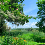 Magnolia Plantation & Gardens