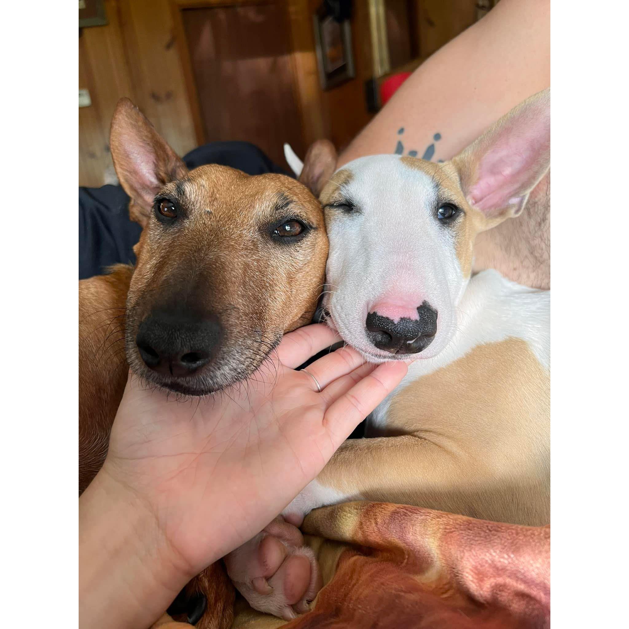 Our 'children', Koda & Denali.
