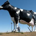 Salem Sue - the World's Largest Holstein Cow