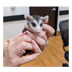 Donate to Houston Wildlife SPCA