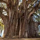Tree of Tule