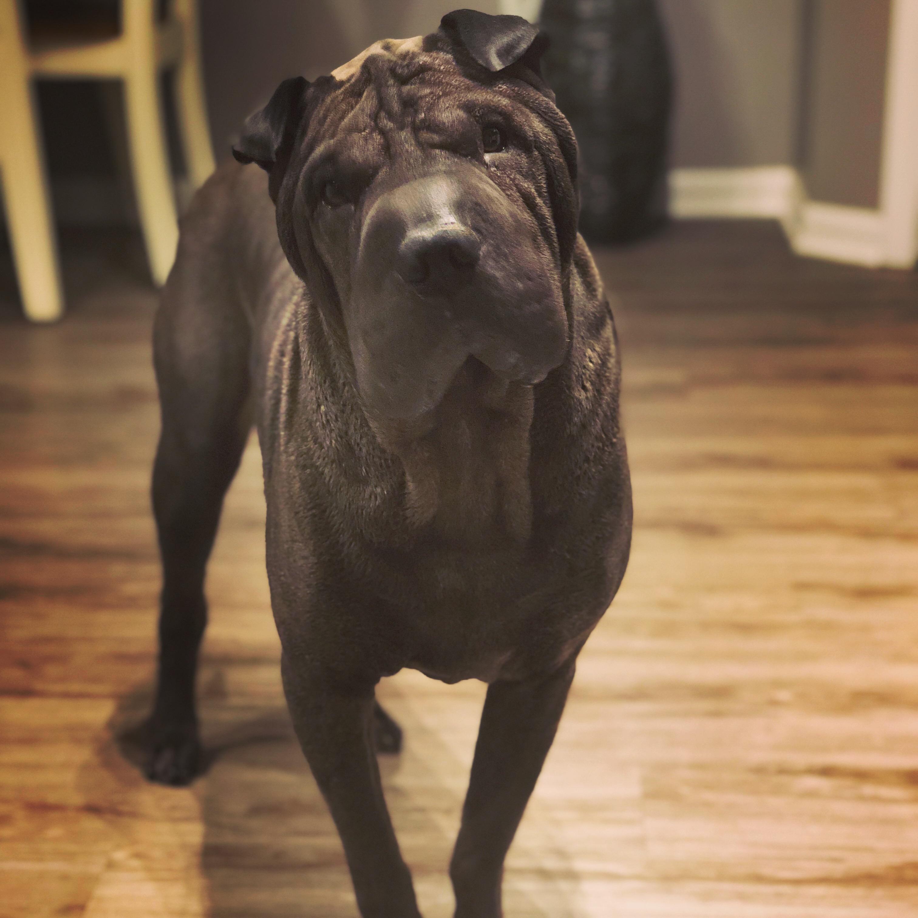 The Glue. Our Best Friend! Buddy!