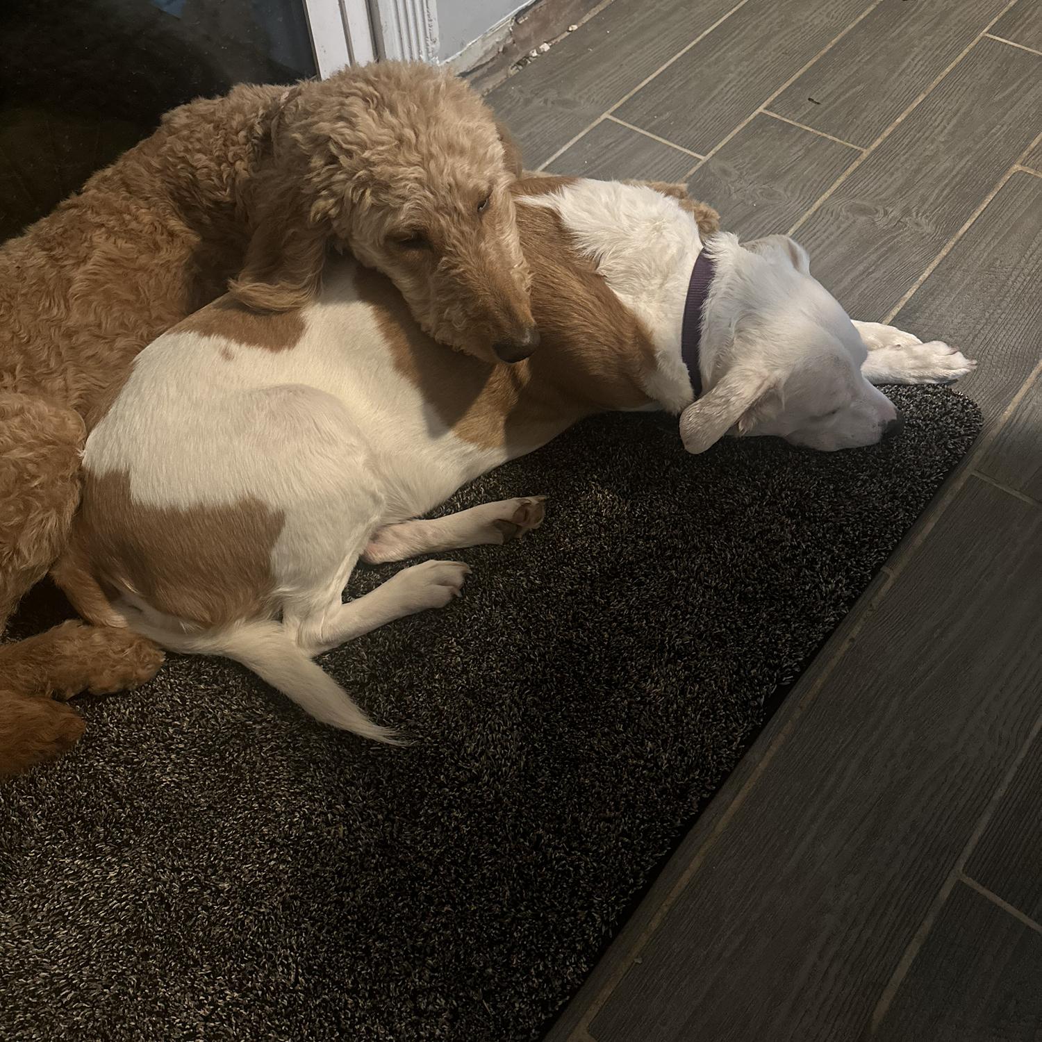 Our "kids"-we love our girls more than anything.