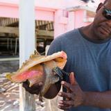 Visit the Conch Farm