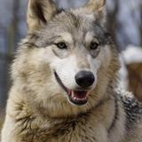 Wolf Sanctuary of PA