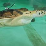 Sea Turtle, Inc.