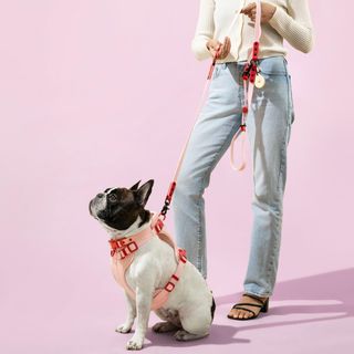 Luna Medium 6-in-1 Waterproof Hands-Free Leash & Collar