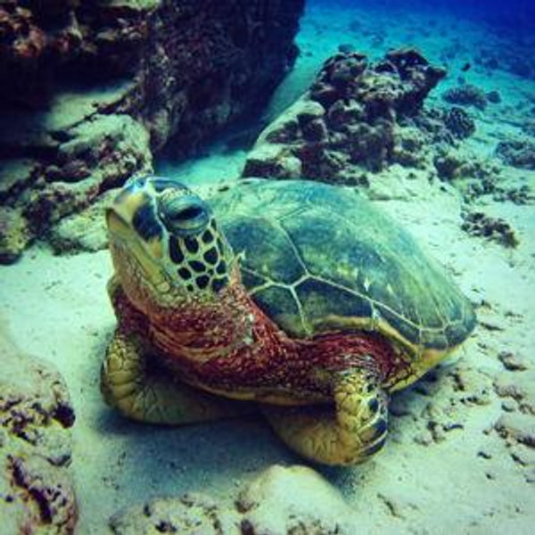 Snorkeling Tour