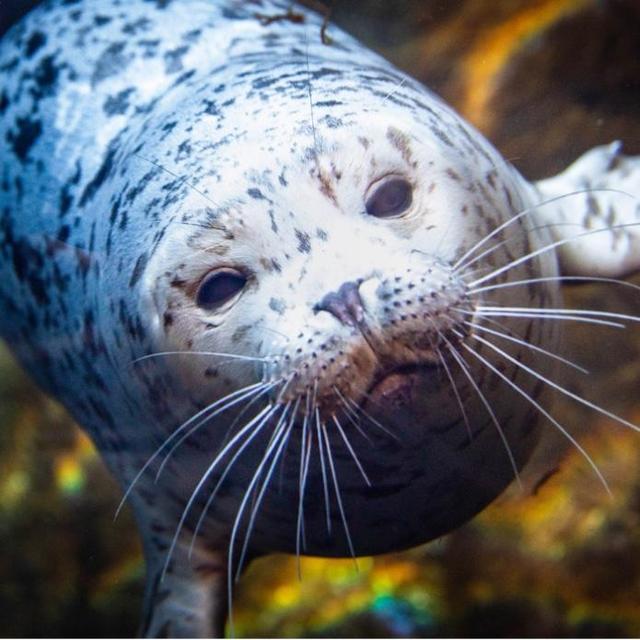 Marine Mammal Center Tickets