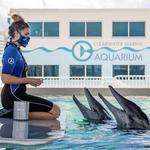 Clearwater Marine Aquarium