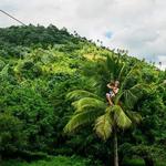 Monkeyland and Zipline Adventure from Punta Cana